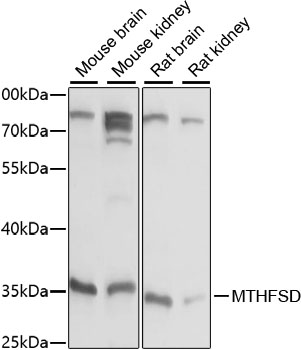 Western blot analysis of extracts of various cell lines using MTHFSD Polyclonal Antibody at 1:1000 dilution.