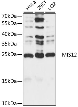 Western blot analysis of extracts of various cell lines using MIS12 Polyclonal Antibody at 1:1000 dilution.