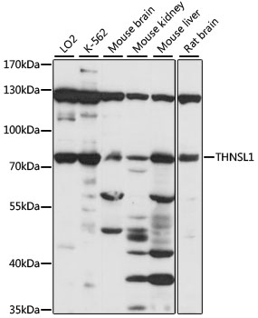 Western blot analysis of extracts of various cell lines using THNSL1 Polyclonal Antibody at 1:1000 dilution.