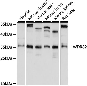 Western blot analysis of extracts of various cell lines using WDR82 Polyclonal Antibody at 1:1000 dilution.