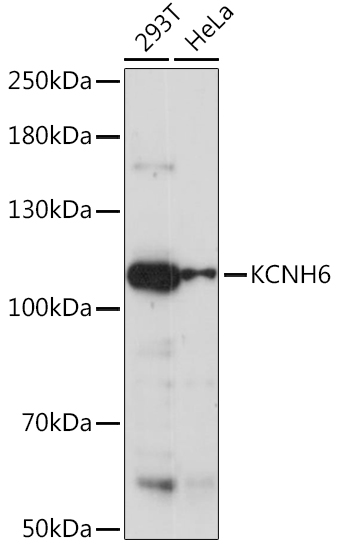 Western blot analysis of extracts of various cell lines using KCNH6 Polyclonal Antibody at1:1000 dilution.