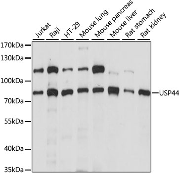 Western blot analysis of extracts of various cell lines using USP44 Polyclonal Antibody at 1:1000 dilution.