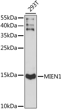 Western blot analysis of extracts of 293T cells using MIEN1 Polyclonal Antibody at 1:1000 dilution.