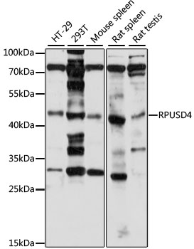 Western blot analysis of extracts of various cell lines using RPUSD4 Polyclonal Antibody at 1:1000 dilution.