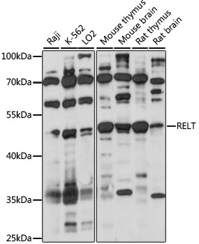 Western blot analysis of extracts of various cell lines using RELT Polyclonal Antibody at 1:1000 dilution.