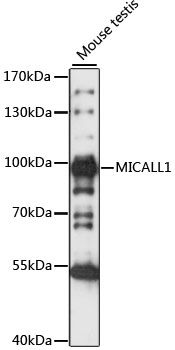 Western blot analysis of extracts of Mouse testis using MICALL1 Polyclonal Antibody at 1:1000 dilution.