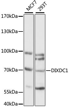 Western blot analysis of extracts of various cell lines using DIXDC1 Polyclonal Antibody at 1:1000 dilution.