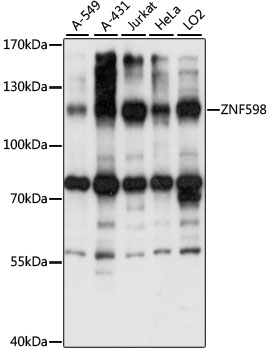 Western blot analysis of extracts of various cell lines using ZNF598 Polyclonal Antibody at 1:1000 dilution.