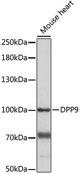 Western blot analysis of extracts of Mouse heart using DPP9 Polyclonal Antibody at 1:1000 dilution.