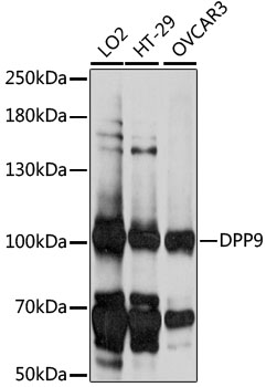 Western blot analysis of extracts of various cell lines using DPP9 Polyclonal Antibody at 1:1000 dilution.