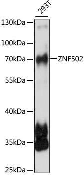 Western blot analysis of extracts of 293T cells using ZNF502 Polyclonal Antibody at 1:1000 dilution.