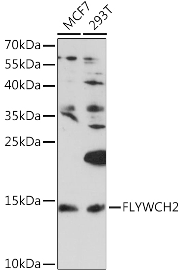 Western blot analysis of extracts of various cell lines using FLYWCH2 Polyclonal Antibody at1:1000 dilution.