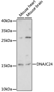 Western blot analysis of extracts of various cell lines using DNAJC24 Polyclonal Antibody at 1:1000 dilution.