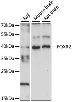 Western blot analysis of extracts of various cell lines using FOXR2 Polyclonal Antibody at 1:1000 dilution.