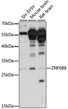 Western blot analysis of extracts of various cell lines using ZNF688 Polyclonal Antibody at 1:1000 dilution.