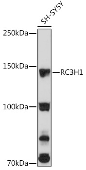 Western blot analysis of extracts of SH-SY5Y cells using RC3H1 Polyclonal Antibody at1:3000 dilution.