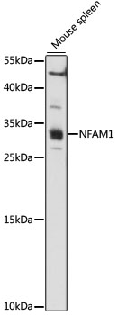 Western blot analysis of extracts of Mouse spleen using NFAM1 Polyclonal Antibody at 1:1000 dilution.