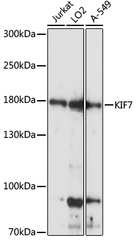 Western blot analysis of extracts of various cell lines using KIF7 Polyclonal Antibody at 1:1000 dilution.