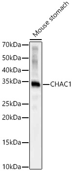 Western blot analysis of Mouse stomach using CHAC1 Polyclonal Antibody at 1:900 dilution.