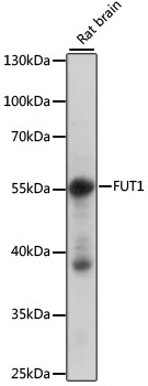 Western blot analysis of extracts of rat brain using FUT1 Polyclonal Antibody at 1:1000 dilution.