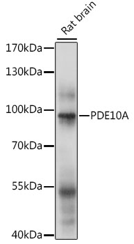 Western blot analysis of extracts of rat brain using PDE10A Polyclonal Antibody at 1:1000 dilution.