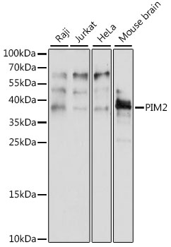 Western blot analysis of extracts of various cell lines using PIM2 Polyclonal Antibody at 1:1000 dilution.