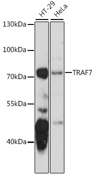 Western blot analysis of extracts of various cell lines using TRAF7 Polyclonal Antibody at 1:1000 dilution.