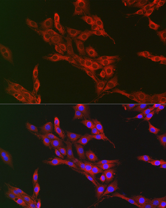 Immunofluorescence analysis of PC-12 cells using ATG12 Polyclonal Antibody at dilution of 1:50 (40x lens). Blue: DAPI for nuclear staining.