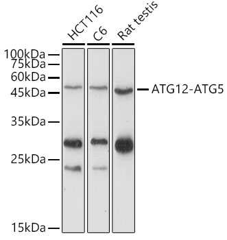 Western blot analysis of extracts of various cell lines using ATG12 Polyclonal Antibody at 1:1000 dilution.