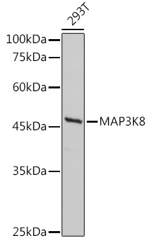 Western blot analysis of extracts of 293T cells using MAP3K8 Polyclonal Antibody at 1:500 dilution.