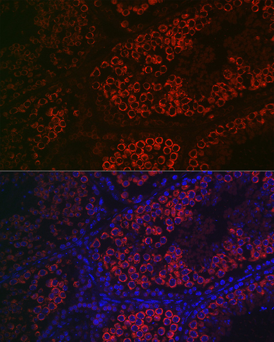 Immunofluorescence analysis of mouse testis using DDX4 Polyclonal Antibody at dilution of 1:100 (40x lens). Blue: DAPI for nuclear staining.