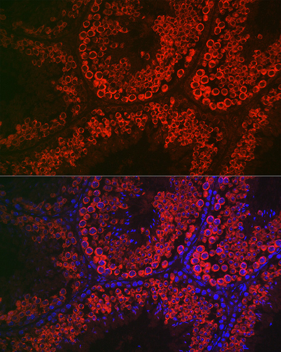 Immunofluorescence analysis of mouse testis cells using DDX4 Polyclonal Antibody at dilution of 1:100 (40x lens). Blue: DAPI for nuclear staining.