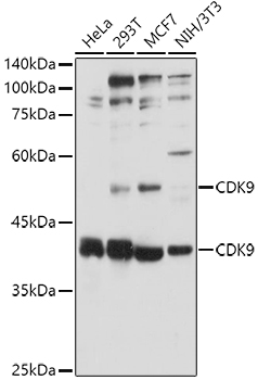Western blot analysis of extracts of various cell lines using CDK9 Polyclonal Antibody at 1:3000 dilution.