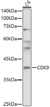 Western blot analysis of extracts of C6 cells using CDK9 Polyclonal Antibody at 1:3000 dilution.