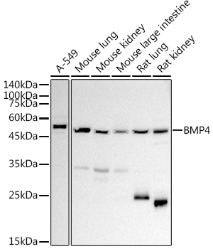 Western blot analysis of extracts of various cell lines using BMP4 Polyclonal Antibody at 1:1000 dilution.