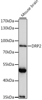 Western blot analysis of extracts of mouse brain using DRP2 Polyclonal Antibody at 1:1000 dilution.