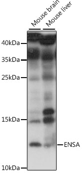 Western blot analysis of extracts of various cell lines using ENSA Polyclonal Antibody at 1:1000 dilution.