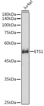 Western blot analysis of extracts of Jurkat cells using ETS1 Polyclonal Antibody at 1:1000 dilution.