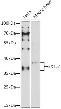 Western blot analysis of extracts of various cell lines using EXTL2 Polyclonal Antibody at 1:1000 dilution.