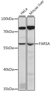 Western blot analysis of extracts of various cell lines using FARSA Polyclonal Antibody at 1:1000 dilution.