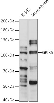 Western blot analysis of extracts of various cell lines using GRIK5 Polyclonal Antibody at 1:1000 dilution.