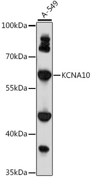 Western blot analysis of extracts of A-549 cells using KCNA10 Polyclonal Antibody at 1:1000 dilution.