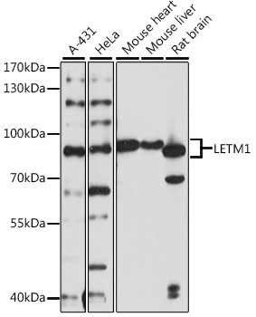 Western blot analysis of extracts of various cell lines using LETM1 Polyclonal Antibody at 1:1000 dilution.