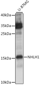 Western blot analysis of extracts of U-87MG cells using NHLH1 Polyclonal Antibody at 1:1000 dilution.