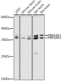 Western blot analysis of extracts of various cell lines using PRPSAP2 Polyclonal Antibody at 1:1000 dilution.