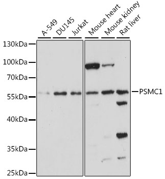 Western blot analysis of extracts of various cell lines using PSMC1 Polyclonal Antibody at 1:1000 dilution.