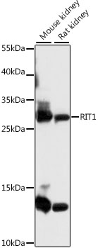 Western blot analysis of extracts of various cell lines using RIT1 Polyclonal Antibody at 1:1000 dilution.