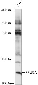 Western blot analysis of extracts of 293T cells using RPL36A Polyclonal Antibody at 1:1000 dilution.