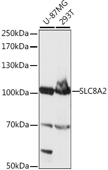 Western blot analysis of extracts of various cell lines using SLC8A2 Polyclonal Antibody at 1:1000 dilution.