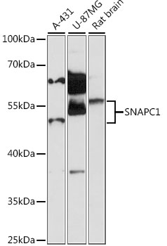 Western blot analysis of extracts of various cell lines using SNAPC1 Polyclonal Antibody at 1:1000 dilution.